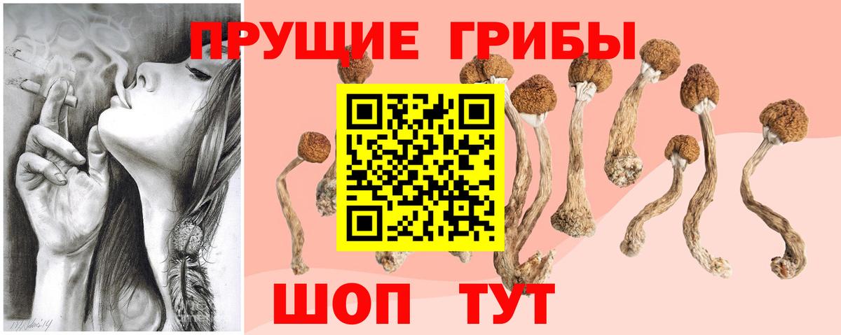 Сосновоборск  закладка  Вход с VPN  Псилоцибиновые грибы прущие грибы 